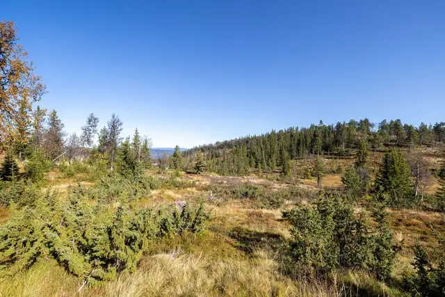 Høyt og luftig i Nesfjellet